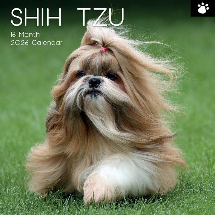 2026 Kvadratisk Vægkalender - Shih Tzu for engroshandel hos The Gifted Stationery Company