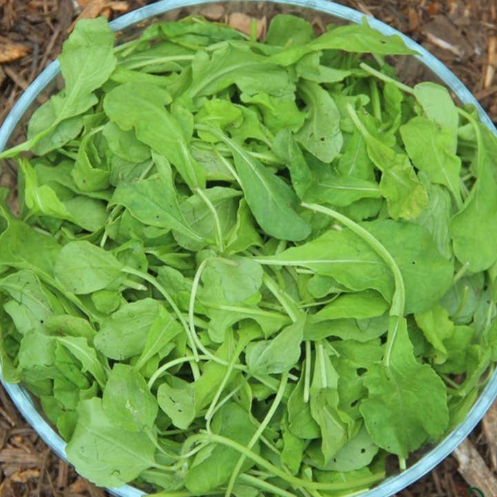 Arugula Seeds - Arugula for wholesale by Sow True Seed