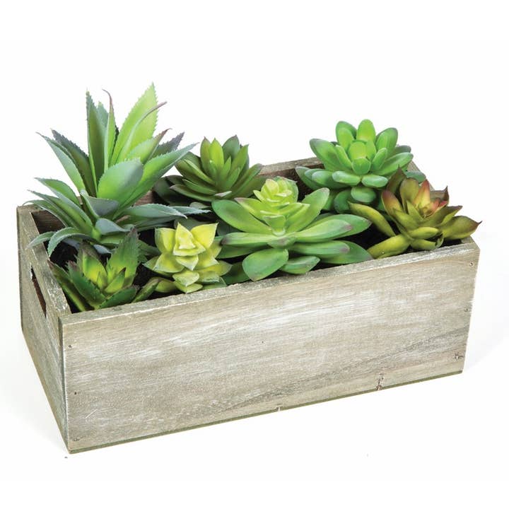 SUCULENTAS VARIADAS EN UNA CAJA DE MADERA, 10 X 4-3/4 X 7 PULGADAS para venta al por mayor de KMI International Corp.