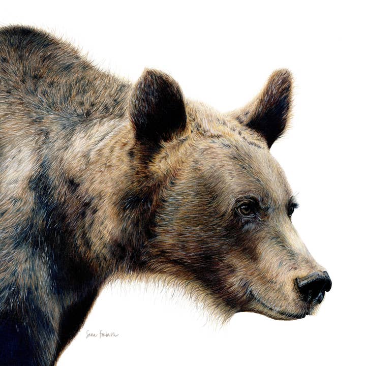 Impression horizontale au crayon de couleur « Grizzly » Un grizzly pour la vente par Sara Forbush Art