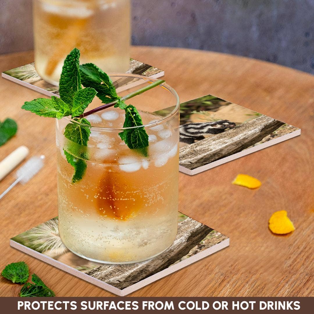 3dRose - Wholesale Coasters - 3dRose, Pine County. Captive spotted skunk. , Coaster2