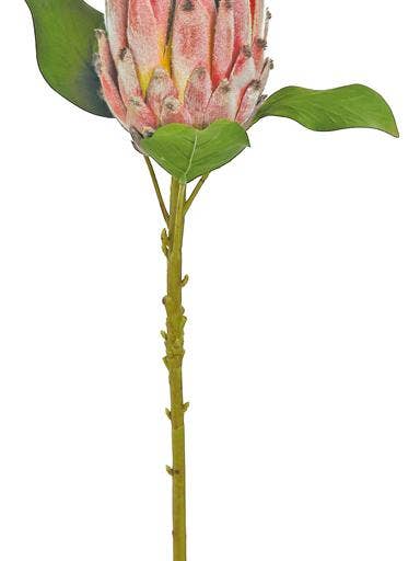 King Protea, 22", Burgundy for wholesale by Select Artificials, Inc.