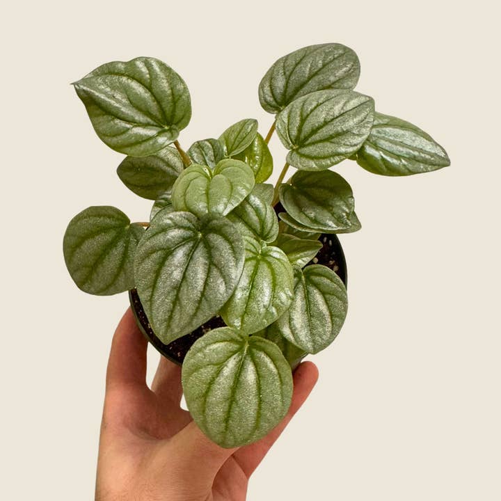 4" Peperomia Frost for wholesale by The Greenhouse Wholesale