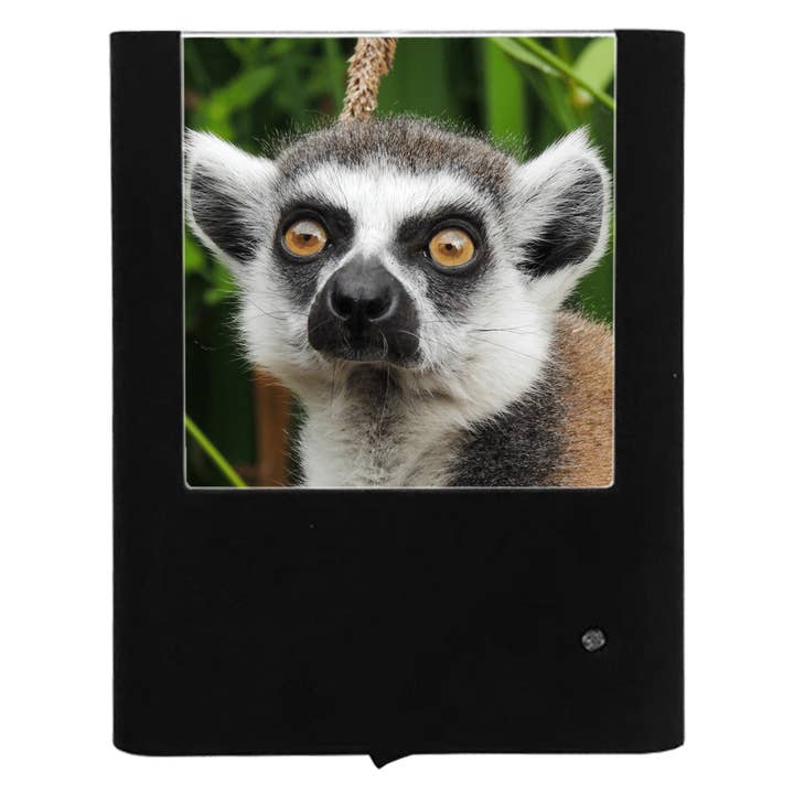 Lemur för wholesale av Nightlight Studio