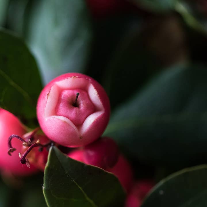 JONDI&MOON - Wholesale Toothpaste - JONDI&MOON toothpaste herbs9