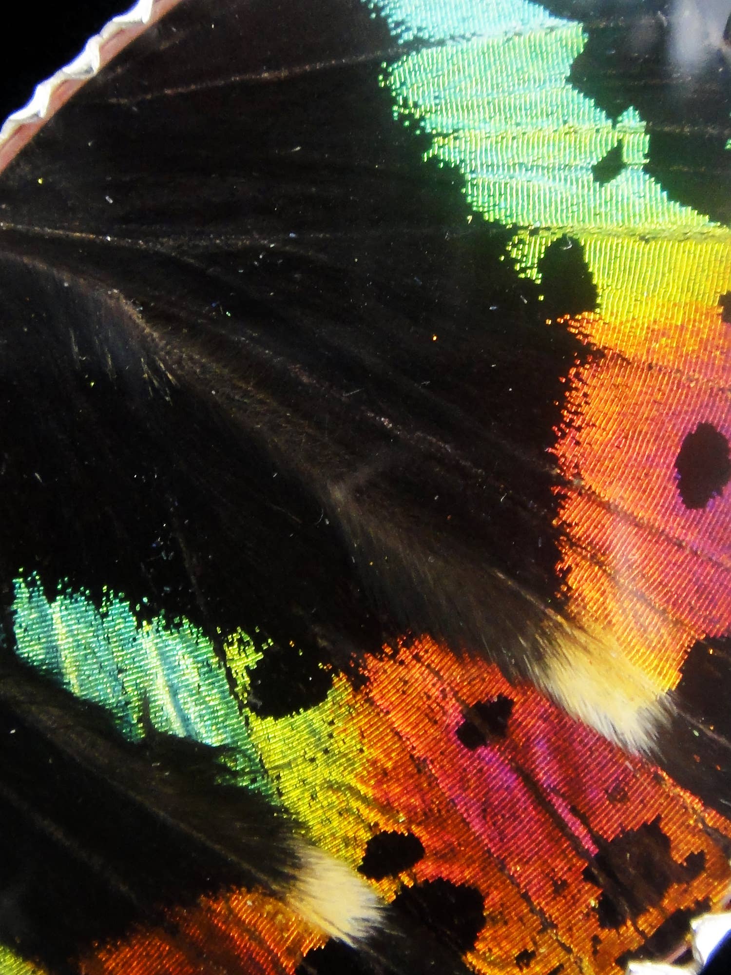 Tika – Engroshandel Halskæde med vedhæng – Shimmerwings „Sunset“ XX-store sommerfugl vedhæng2