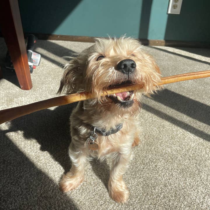12" Steer Bully Stick and other Purchase Wholesale bully stick. Free Returns & Net 60 Terms on Faire trending on Faire.