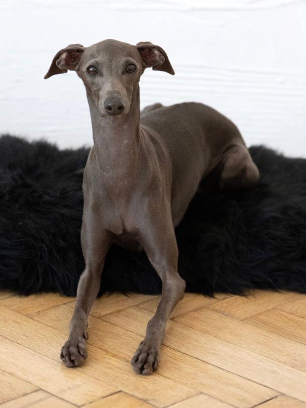 Firkantet eller rektangulær naturlig fåreskind kæledyrsmåtte - sort for engroshandel hos Mellow