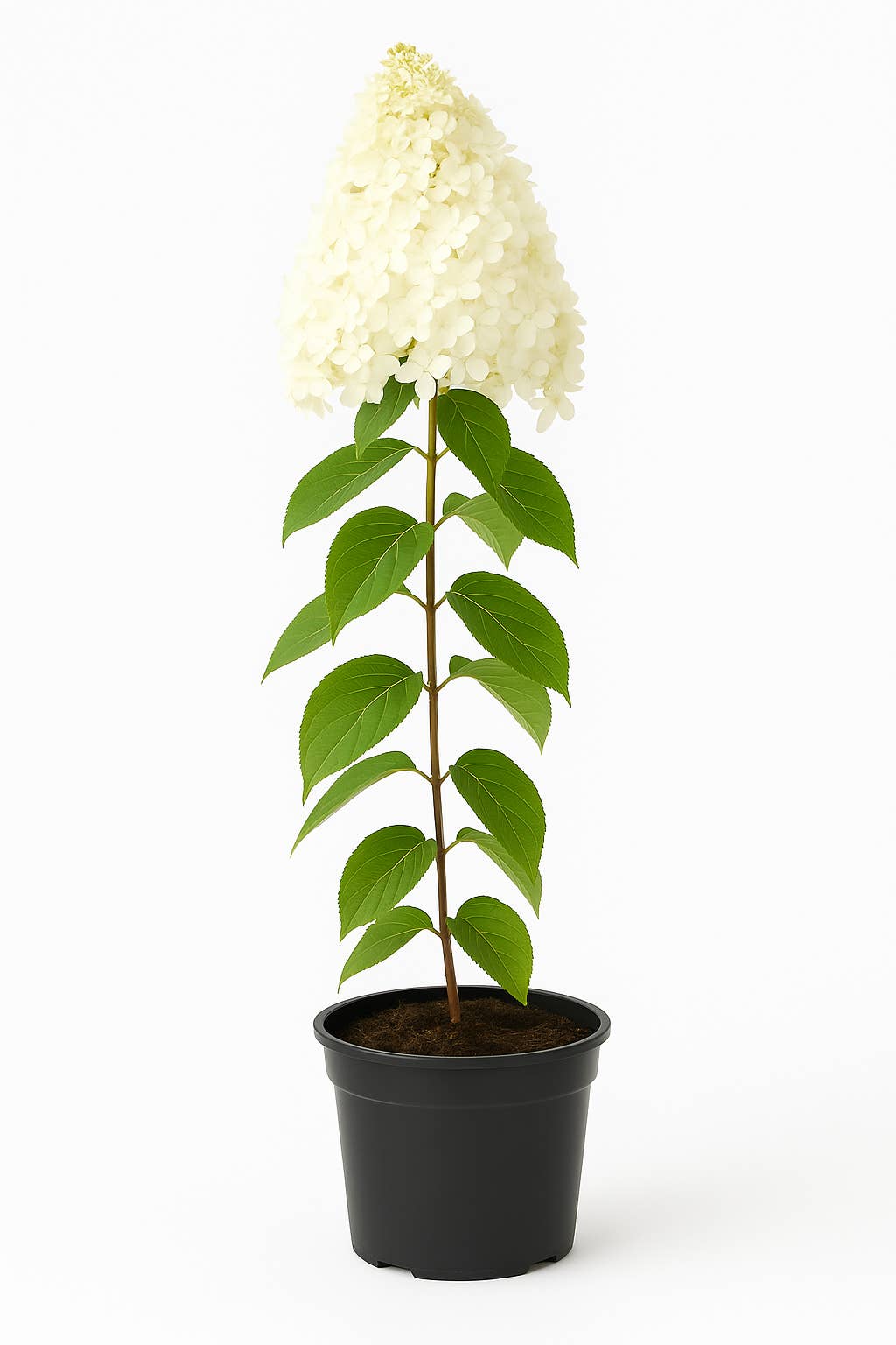 Oasis of Life - Wholesale Live Plant - Panicle hydrangea (Hydrangea paniculata) – white flowering ornamental shrub for garden & container – hardy, insect-friendly & easy to care for – fragrant flower panicles, turn pink as they fade