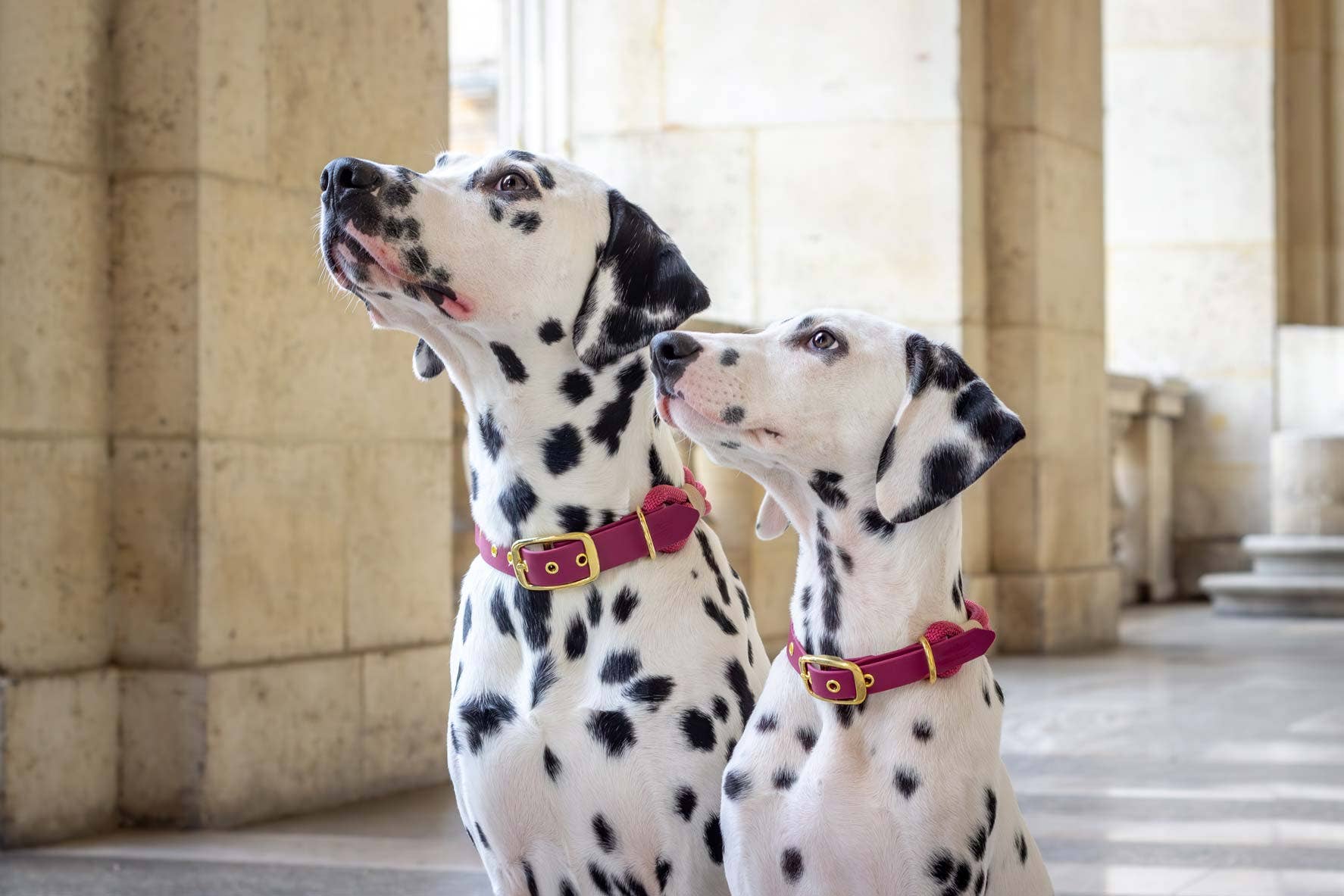 Atelier Markiz – Engroshandel Halsbånd - Hund – Sangria Halskæde1