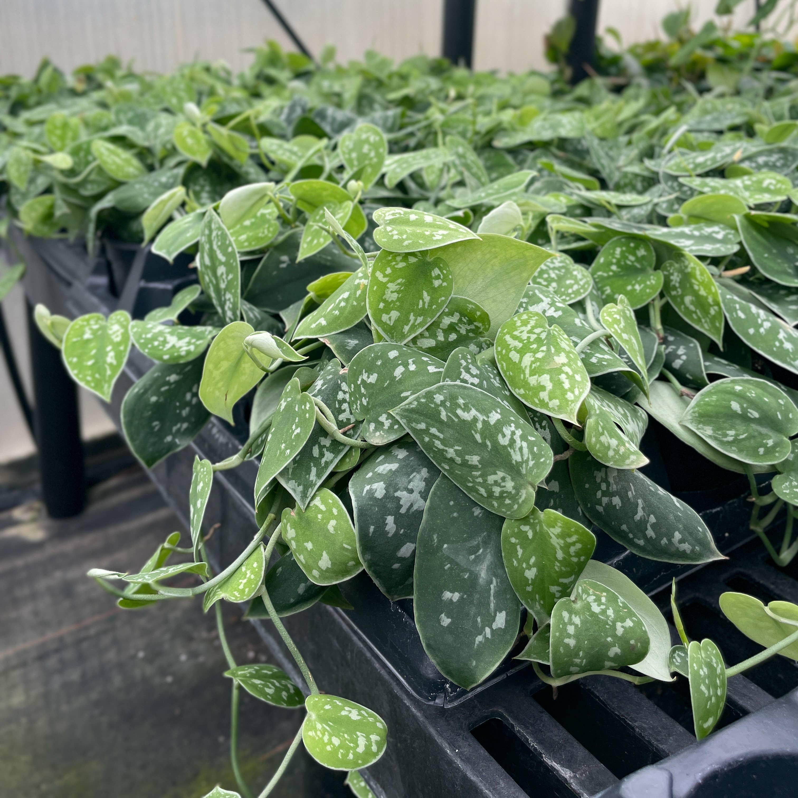 Thorsen's Greenhouse - Vente Plante - Satin Pothos, Scindapsus Pictus - Plante vivante7