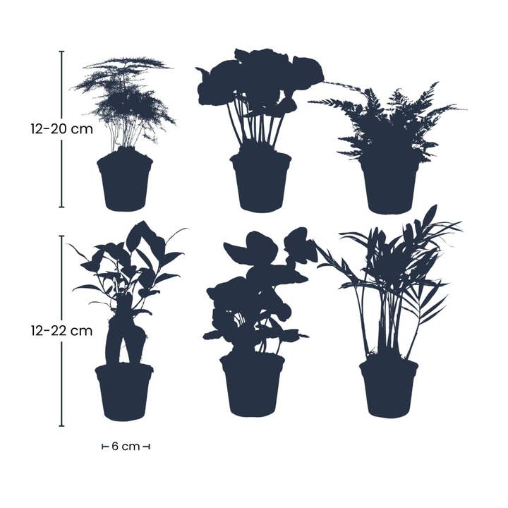 Oasis of Life - Wholesale Live Plant - Plant Set Green β 6 Indoor Plants in Pot Γ6cm β Mix of Asparagus, Coffea Arabica, Fern, Ficus Ginseng, Ivy & Parlor Palm β Easy Care & Decorative for Home & Office1