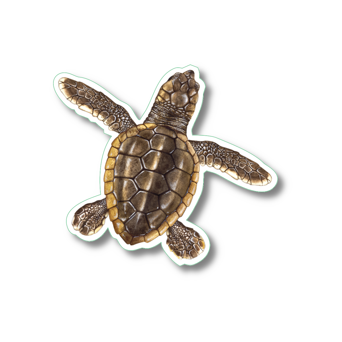 Earth Sky + Water - Vente Autocollant - Autocollant Loggerhead Hatchling Nature, 2,5 pouces x 3,5 pouces1