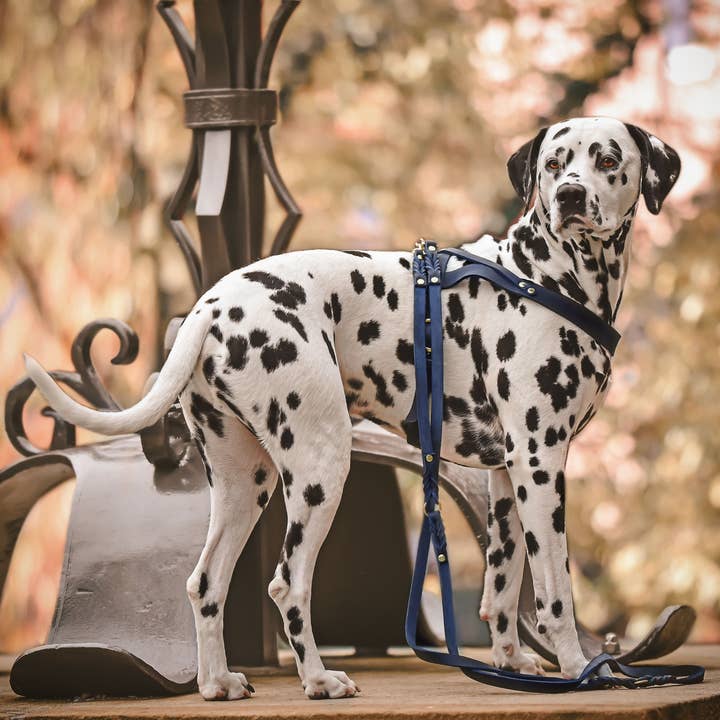 Guinzaglio per cani regolabile in pelle burro 3x - blu navy per la vendita all'ingrosso da parte di Molly and Stitch