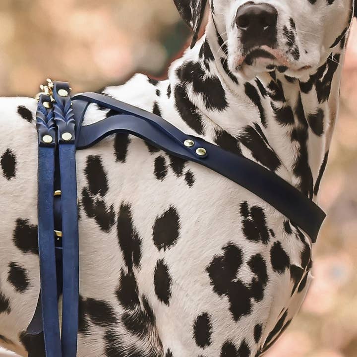 Molly and Stitch - Wholesale Pet Harness - Dog - Butter Leather Dog Harness - Navy Blue4