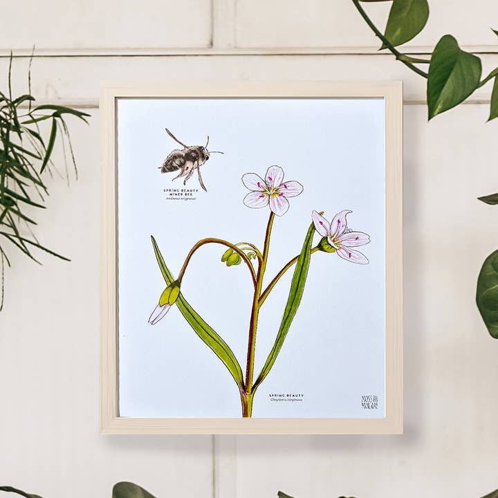 Moss and Mineral - Wholesale Art Print - Spring Beauty Bee and Flower, Botanical Illustration5