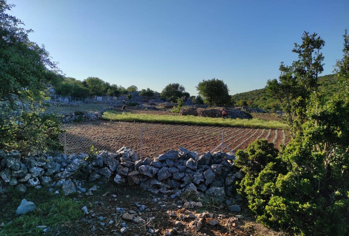 Village Batch - Wholesale Herbs - Organic Bay Leaf3