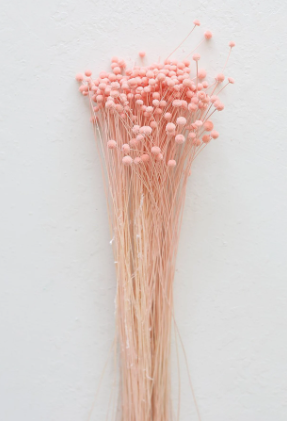 .AVPV. Studio - Vente Fleur séchée/pressée - Boutons roses séchés4