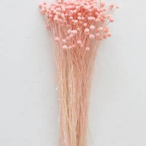 .AVPV. Studio – Engroshandel Tørrede/pressede blomster – Tørret Pinky Button1