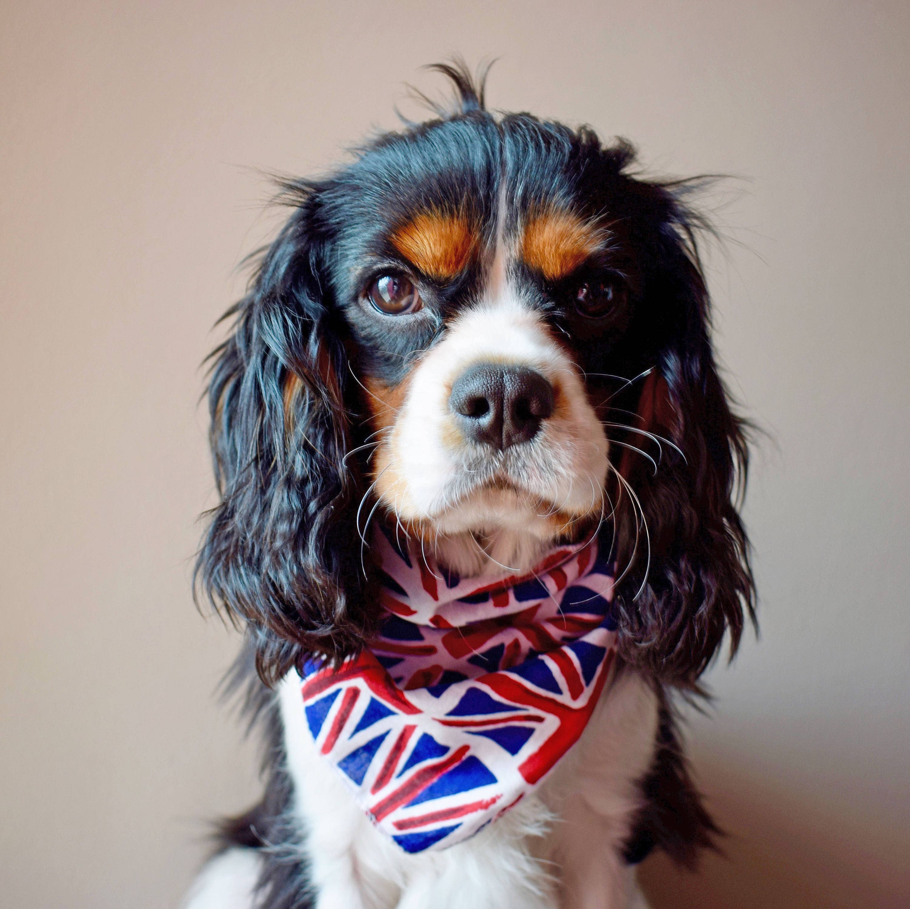 Pet Pooch Boutique - Vente Bandana – chien - Bandana à nouer pour chien/chiot Union Jack - Fait main4