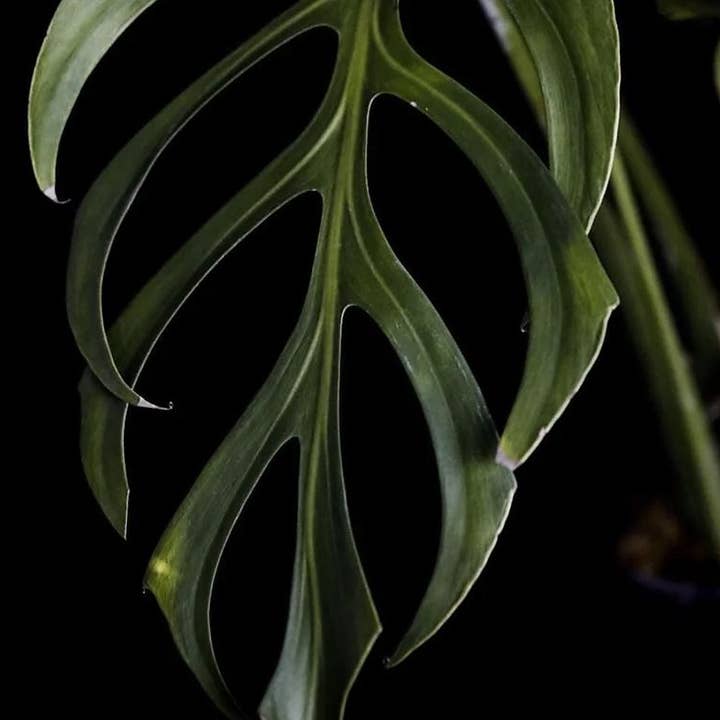 OrchidBox - Wholesale Live Plant - Monstera dilacerata aka "Burle Marx Flame" TC Plantlet