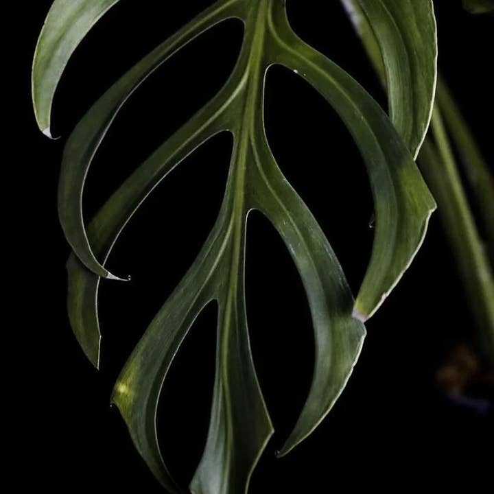 Monstera dilacerata aka "Burle Marx Flame" TC Plantje | Zeldzame Kamerplant voor wholesale door OrchidBox