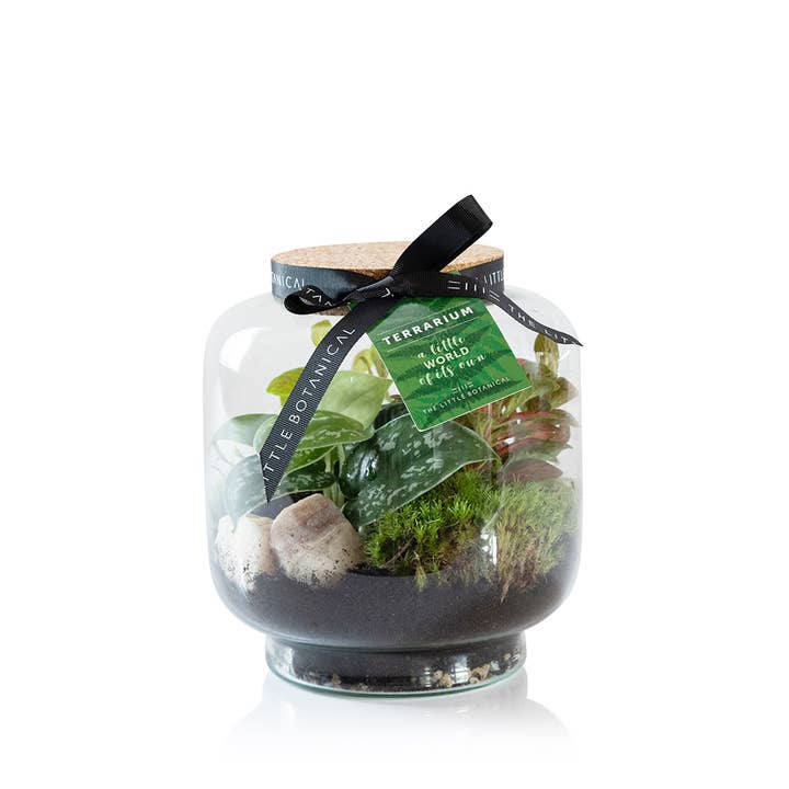 The Little Botanical – wholesale Terrarium – Round Glass Terrarium - Pre-Planted & Easy Care3