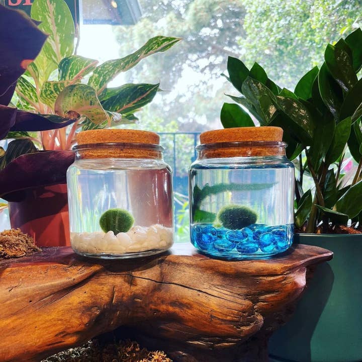 Moss Amigos | Moss Ball Terrariums - Wholesale Live Plant - Large Marimo Moss Ball Terrarium with Blue Glass Gemstones5