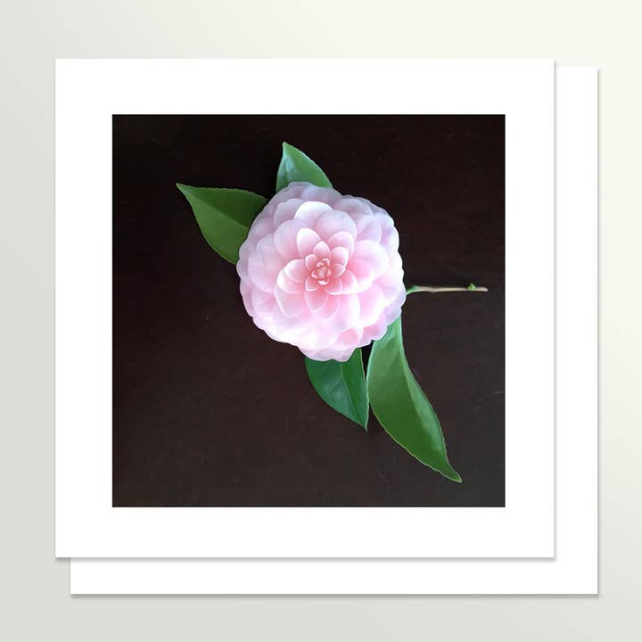 Tarjeta de notas Camelia para venta al por mayor de Springamajig Press