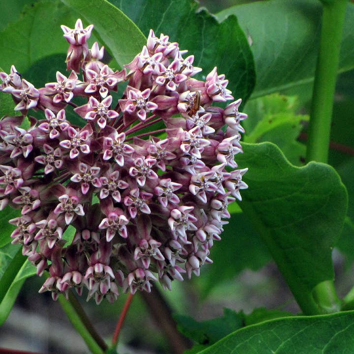 Algodoncillo, semillas comunes (Asclepias syriaca L) 100 semillas (1 gr) para venta al por mayor de Smoke Camp Crafts