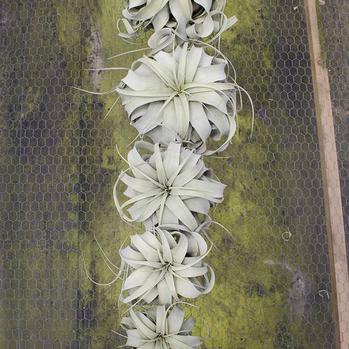 SuperMoss – wholesale Live plant – Tillandsia Xerographica Air Plant