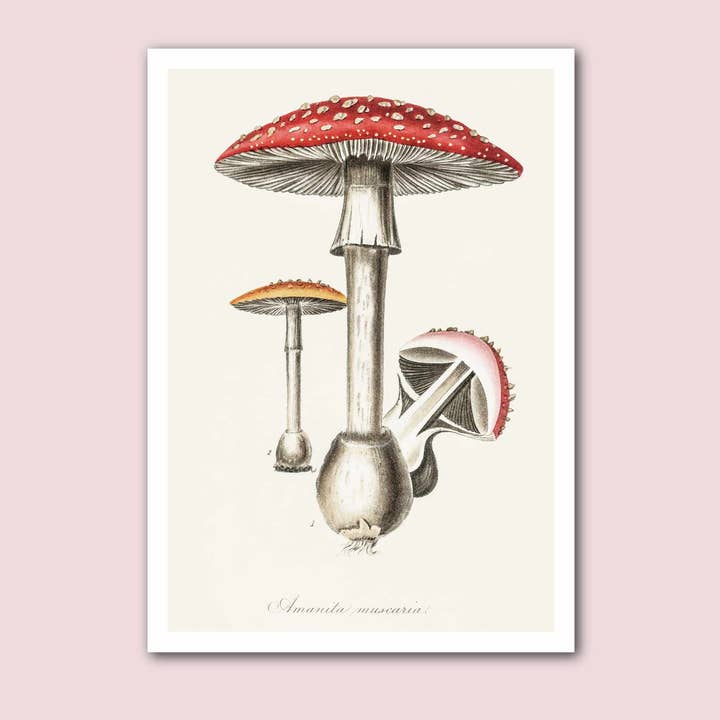 Mushroom Toadstool Vintage Botanical Print for wholesale by Holland Road Prints