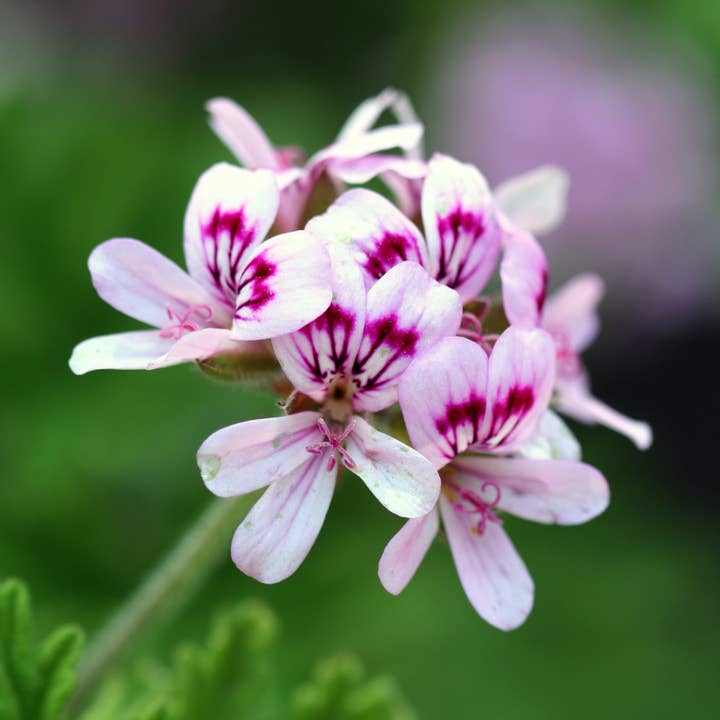 Huile essentielle 100% pure de géranium pour la vente par Lotus Home Essentials