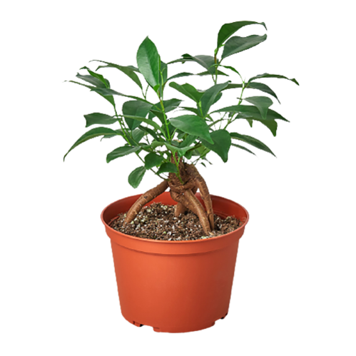 House Plant Wholesale - Wholesale Live Plant - FICUS GINSENG 4-inch1