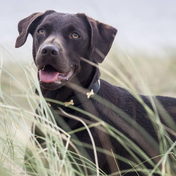 Creature Clothes – Engroshandel Halsbånd - Hund – Sort Læder Hundehalsbånd med Sølv/Messing knogler3