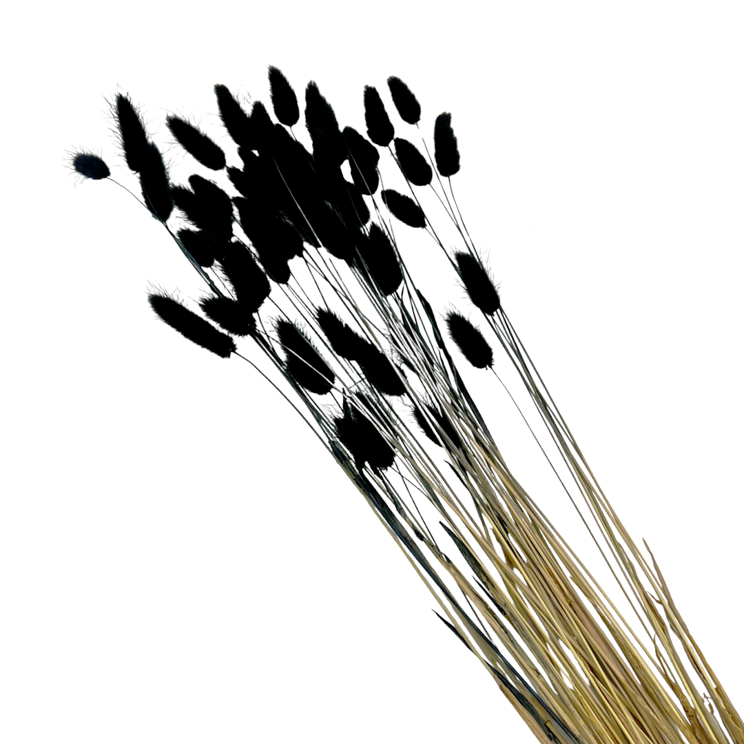 2626 Designs - Wholesale Dried/Pressed Flowers - Bunch Dried Bunny Tails Grass-20-24"  apx 1 oz11