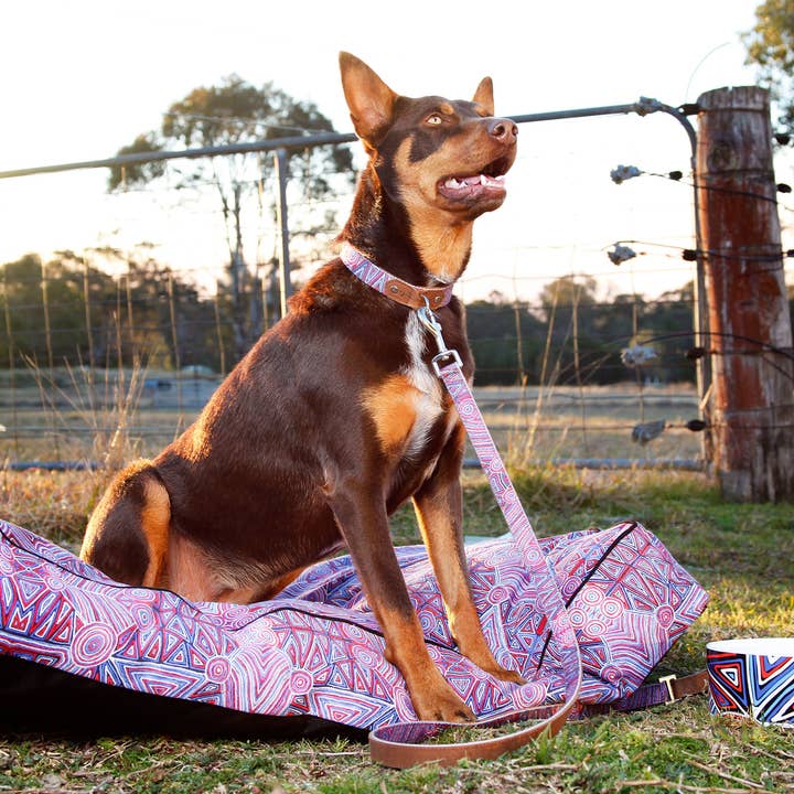 Outback Tails - Wholesale Pet collar – Dog - Leather Dog Collar - Digging For Truffles