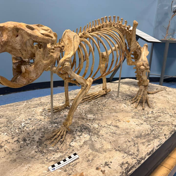 Science Museum of Minnesota - Wholesale Decorative Figurine - Giant Beaver Skull - Museum-Quality Replica Cast3