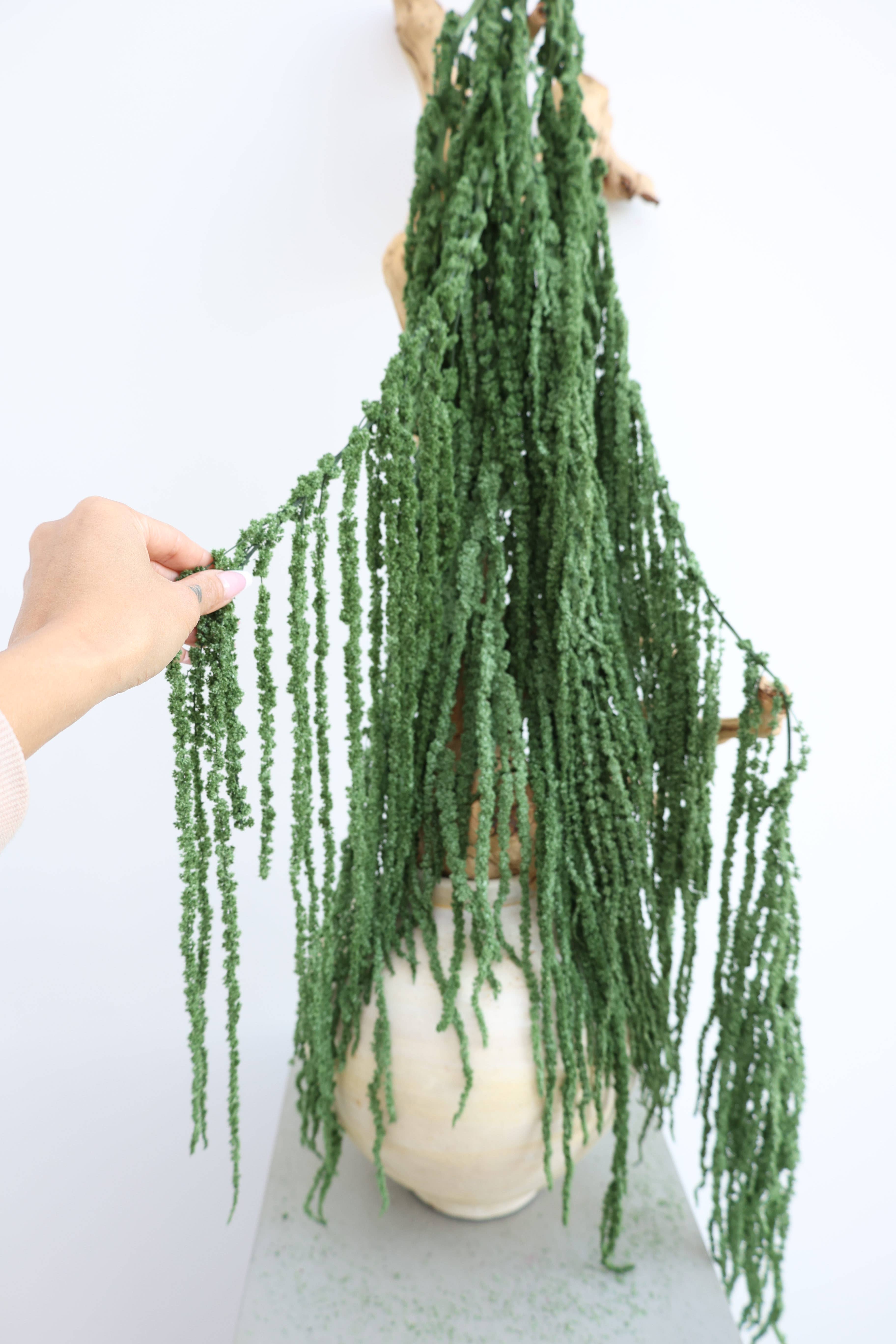 FlowerFantaSee – Großhandel Getrocknete/gepresste Blumen – Konservierter Amaranthus3