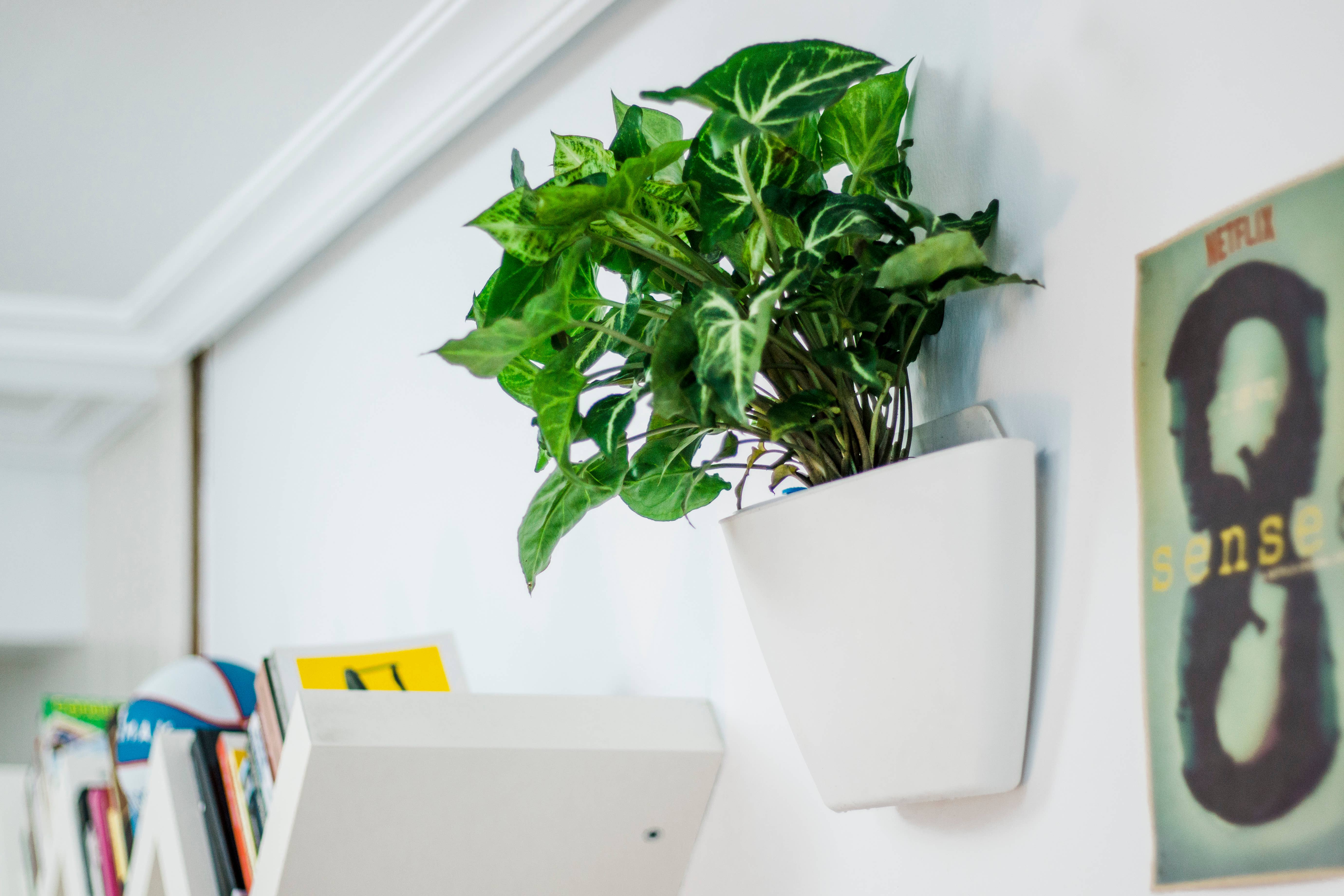 CitySens - Vente Jardinière murale - CitySens jardinières murales - lot de 3 jardinières8