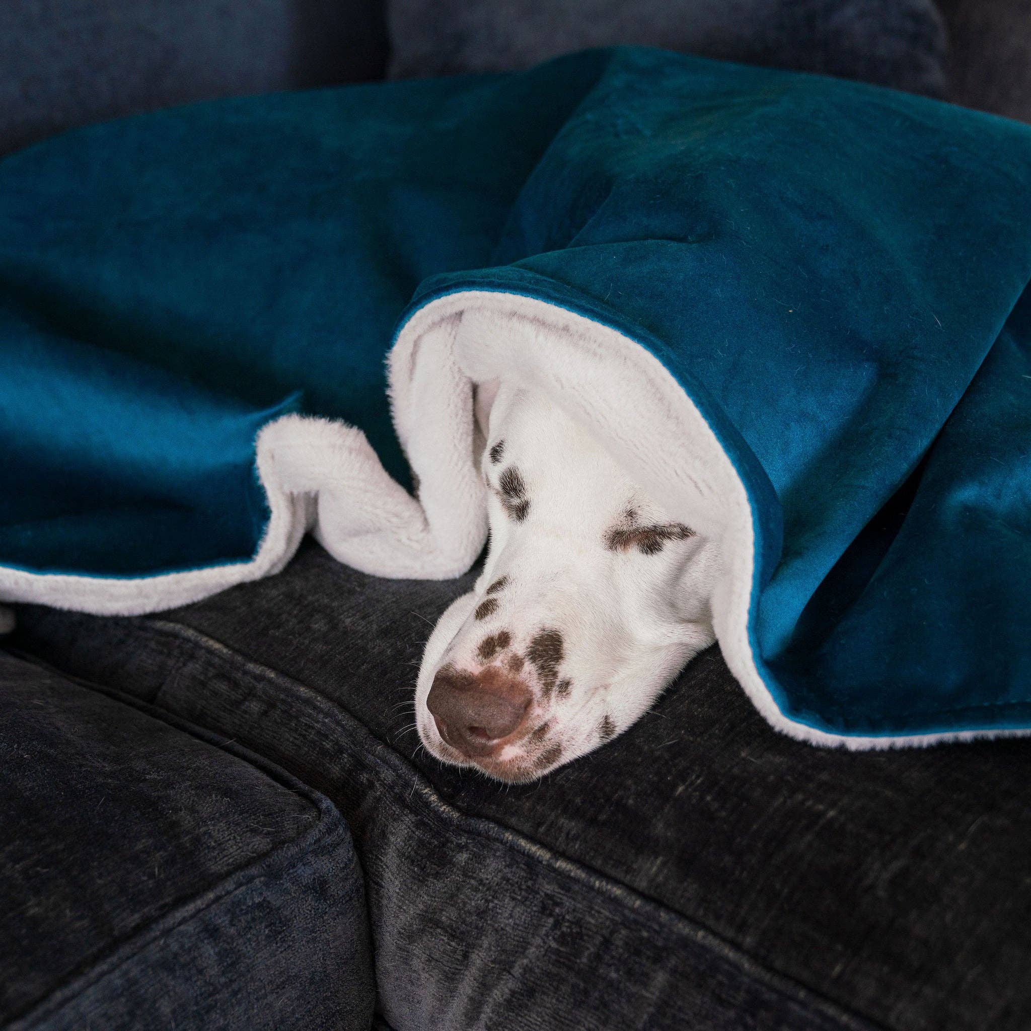 Terciopelo marino Manta de terciopelo marino para perros y cachorros de venta al por mayor en Faire3