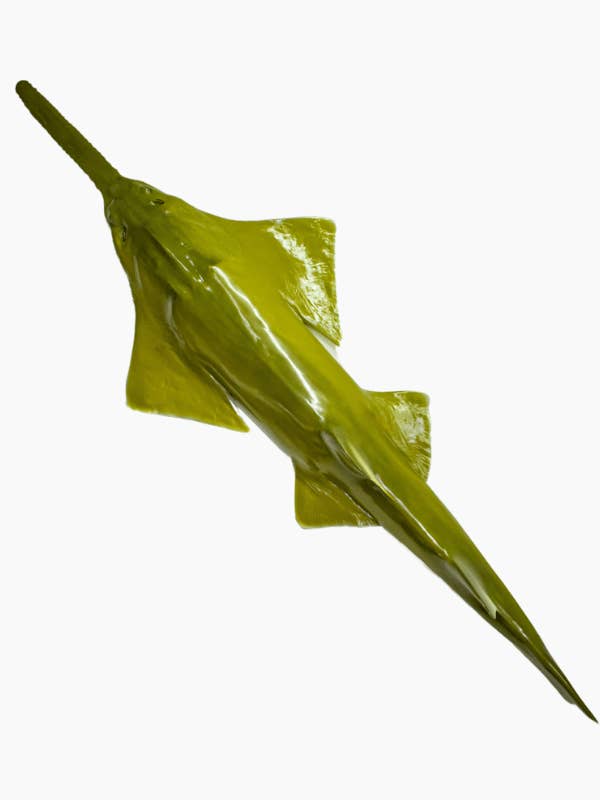 Mur de scie 137'' (3,48 m) pour la vente par Bluewave Fish Mounts