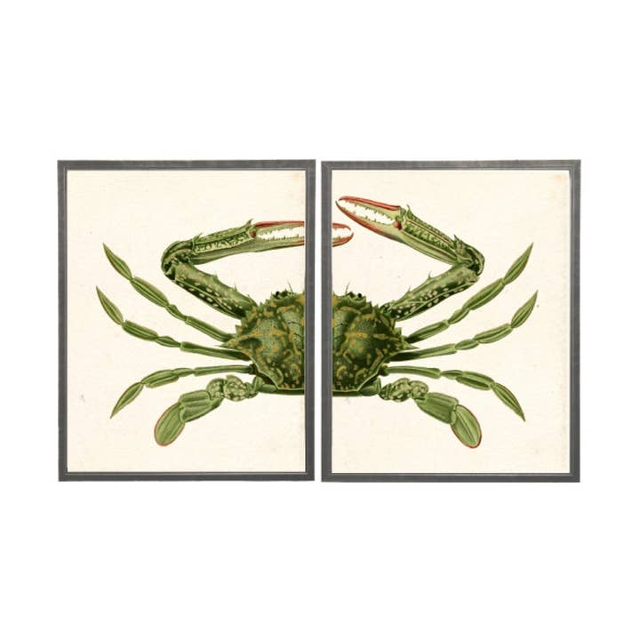 Tweeluik groene krab voor wholesale door Antique Curiosities Inc