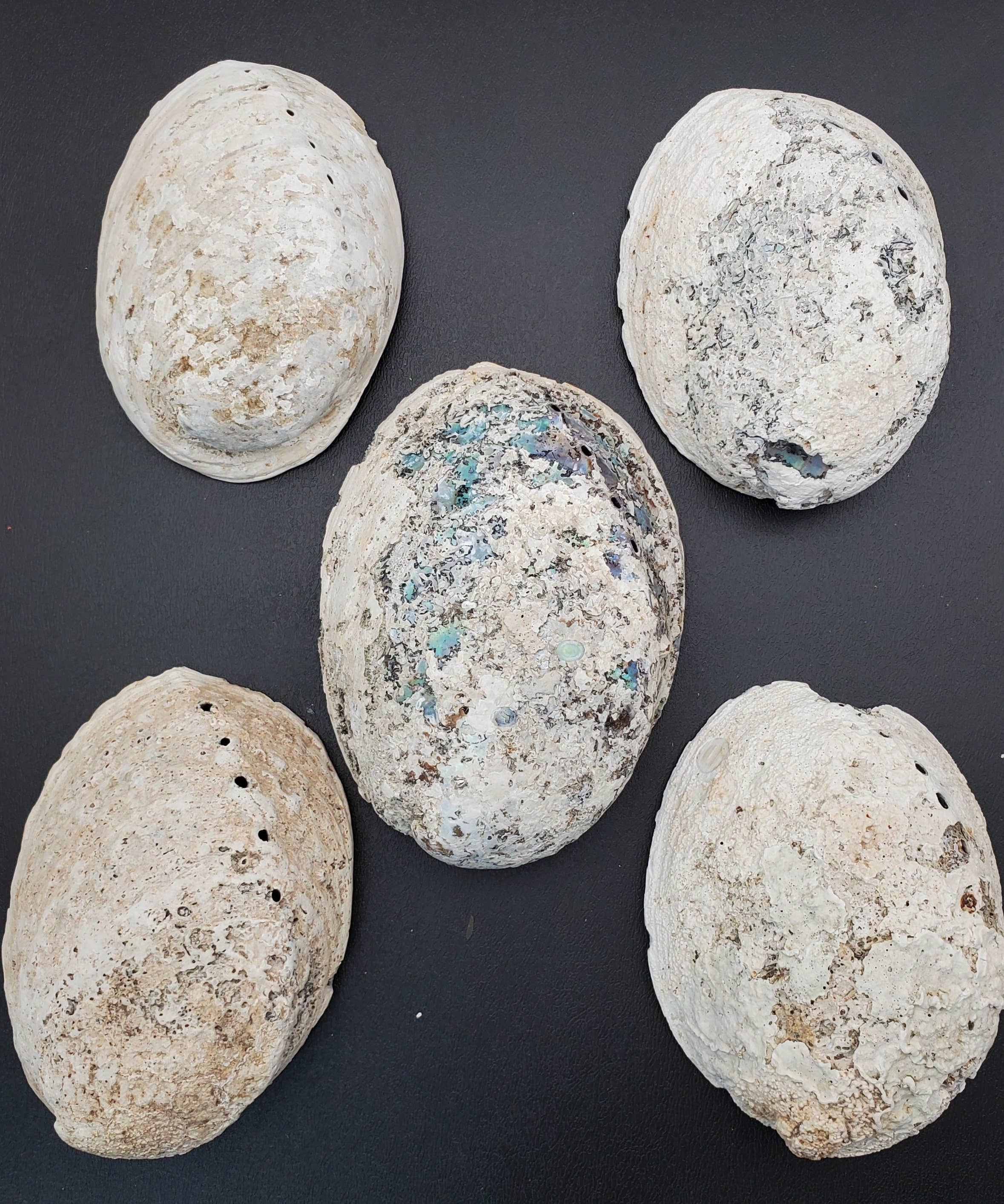 A Lost Art - Vendita all'ingrosso Ciotole/Piatti decorativi - Conchiglia Abalone6