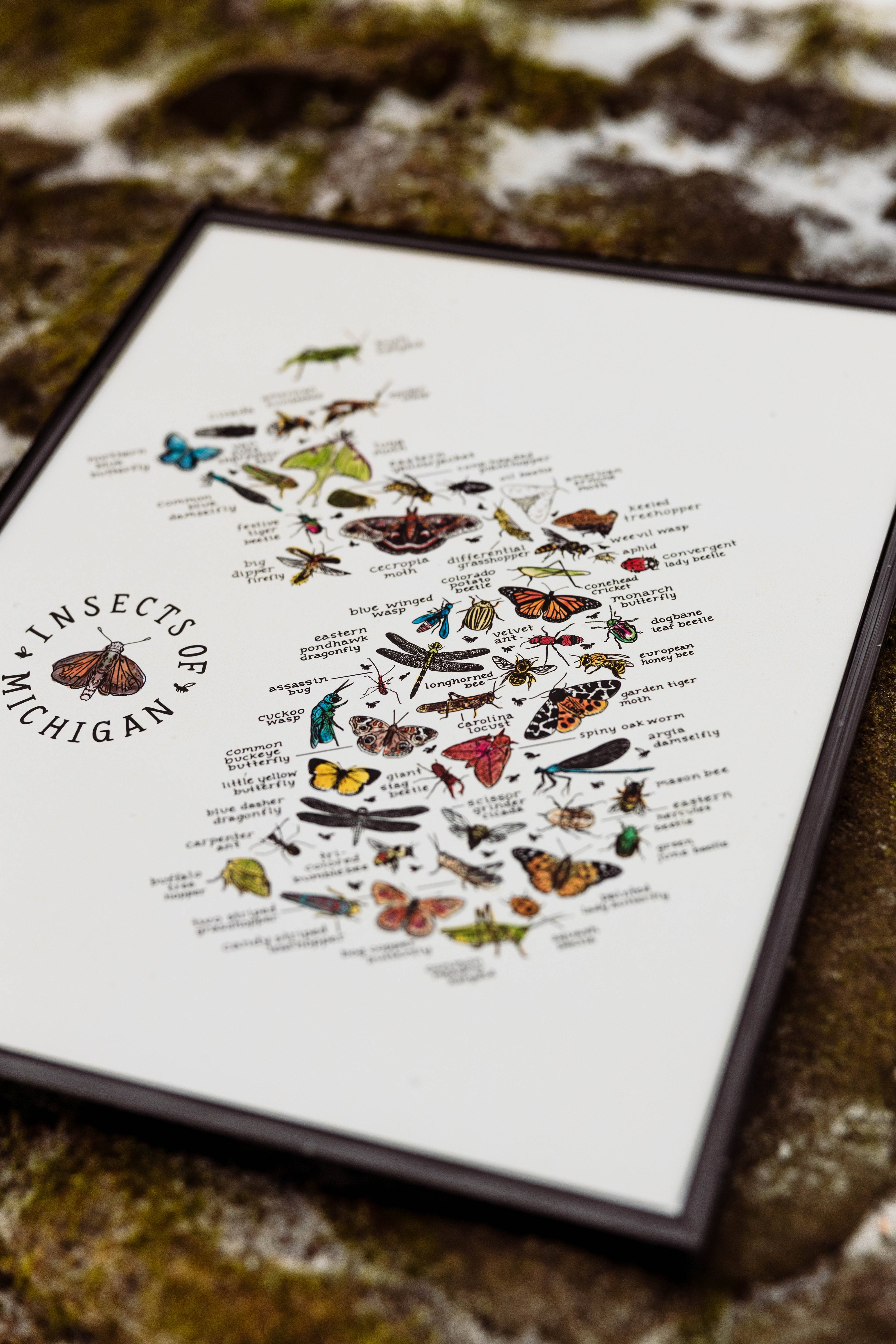 Home Squirrel - Wholesale Art Print - Insects of Michigan Watercolor Art Print 2