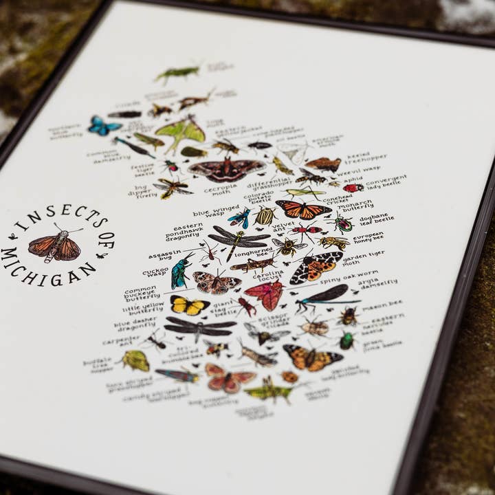 Home Squirrel - Wholesale Art Print - Insects of Michigan Watercolor Art Print 2