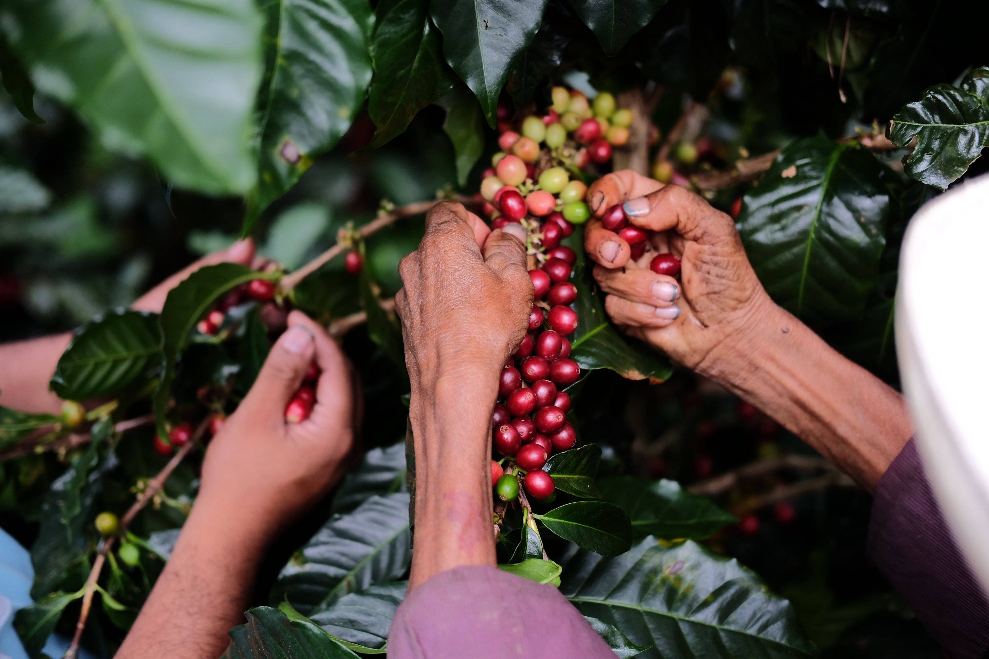 Paso Paso - Farmer Owned Coffee - Wholesale Coffee Beans - Nicaragua - Silvio Sánchez - Catuai Natural11