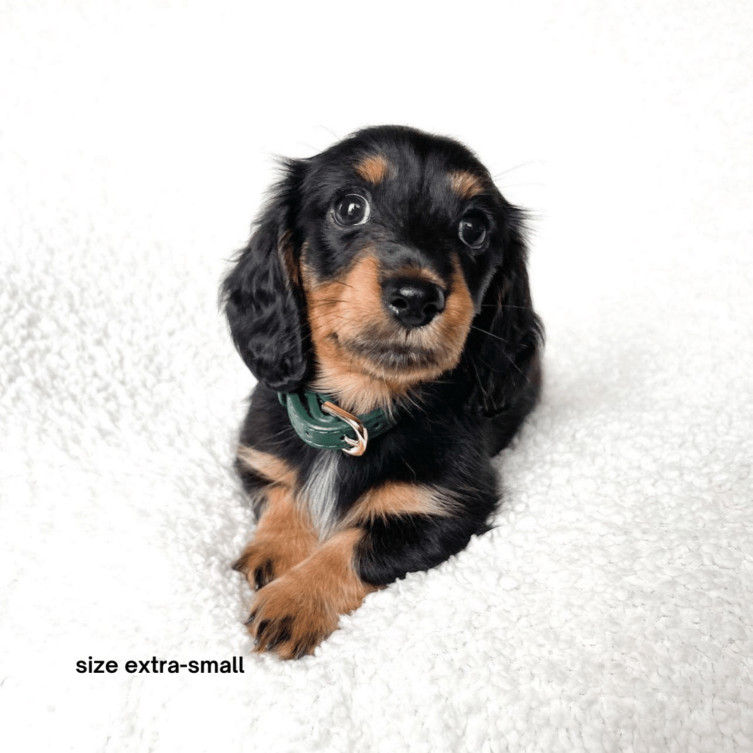 ST ARGO – wholesale Halsband - Hund – St Argo halsband i mörkgrönt med gulddetaljer3