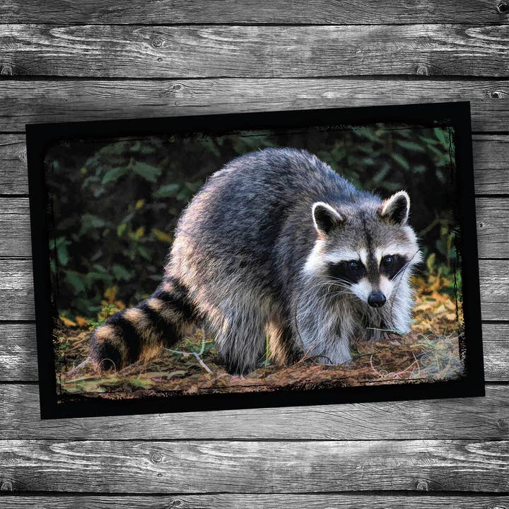 Raccoon Postcard for wholesale by Christopher Arndt Postcard Co.