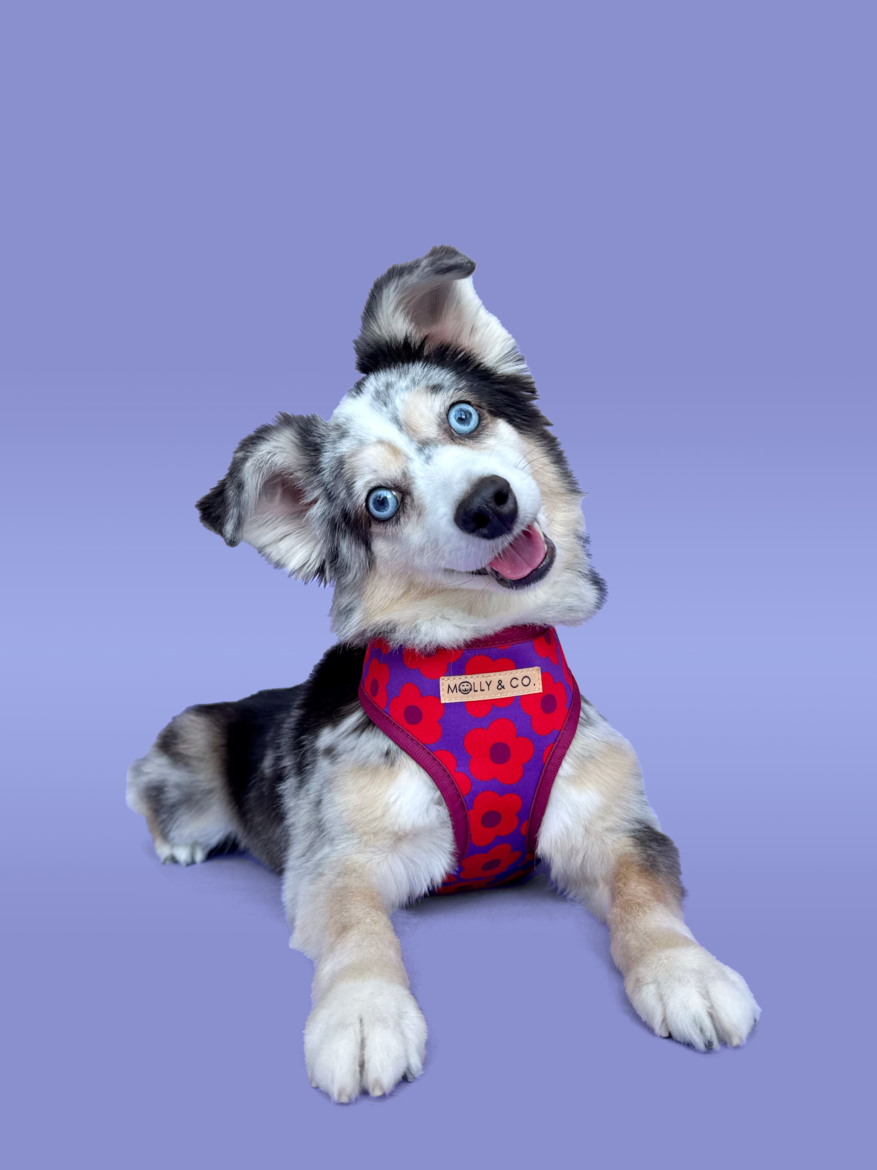 Molly & Co. - Venta al por mayor Arnés - Perros - Mon Chéri - Arnés Reversible para Perros1